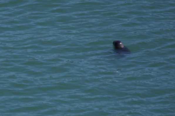 12 May 2020 - 11-39-42 
Despite the river being quiet and devoid of most normal traffic we haven't noticed any obvious increase in seal sightings. This is just the second I've seen in seven weeks.
----------------------
Seal in river Dart, Dartmouth, Devon